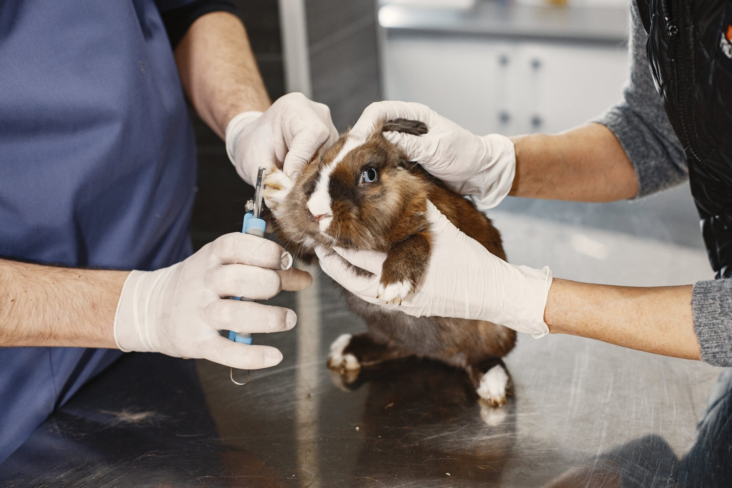 Mobile rabbit sales grooming near me